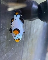 frostbite clownfish