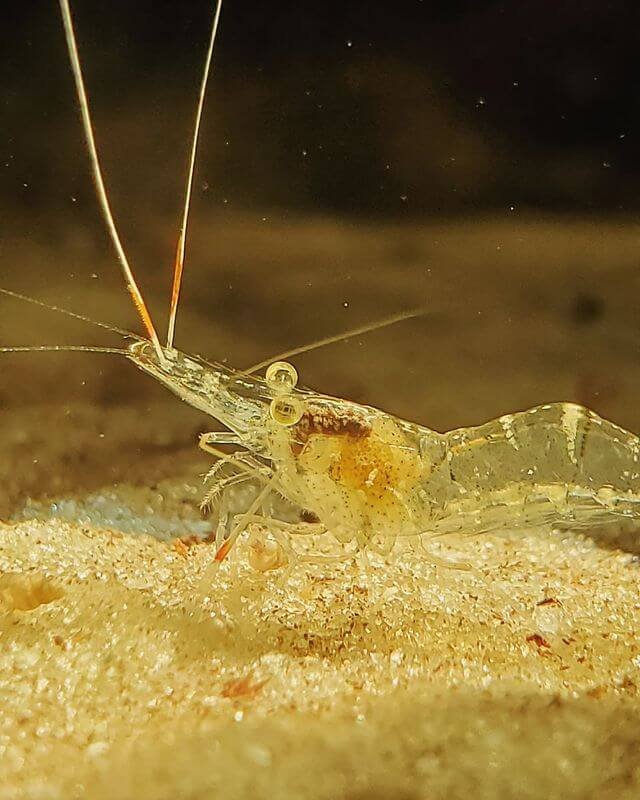 ghost shrimp