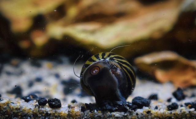 nerite snail