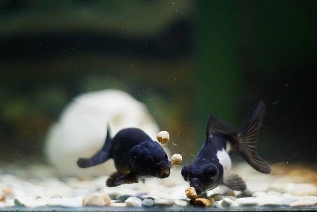 panda black moor goldfish