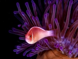 pink skunk clownfish