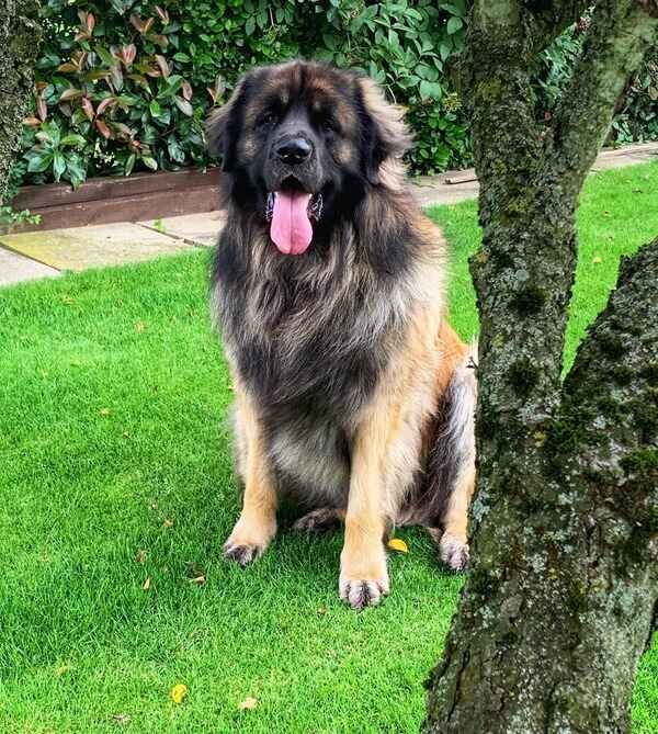 Leonberger Dog Breed Information